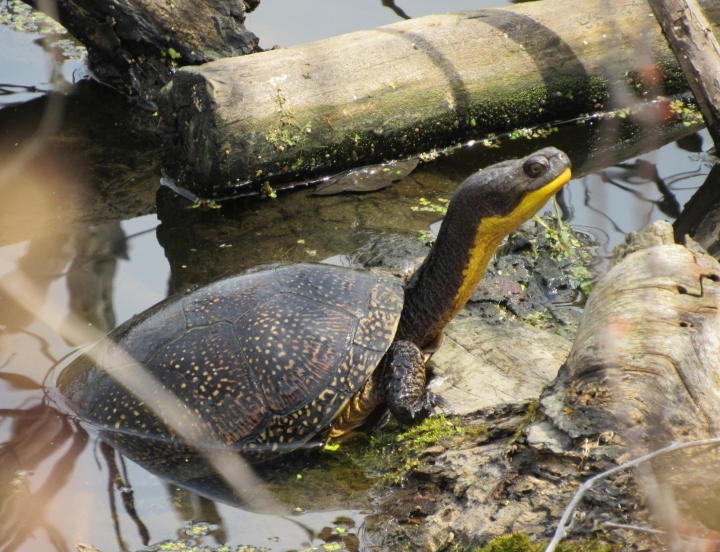 Blanding's Turtle